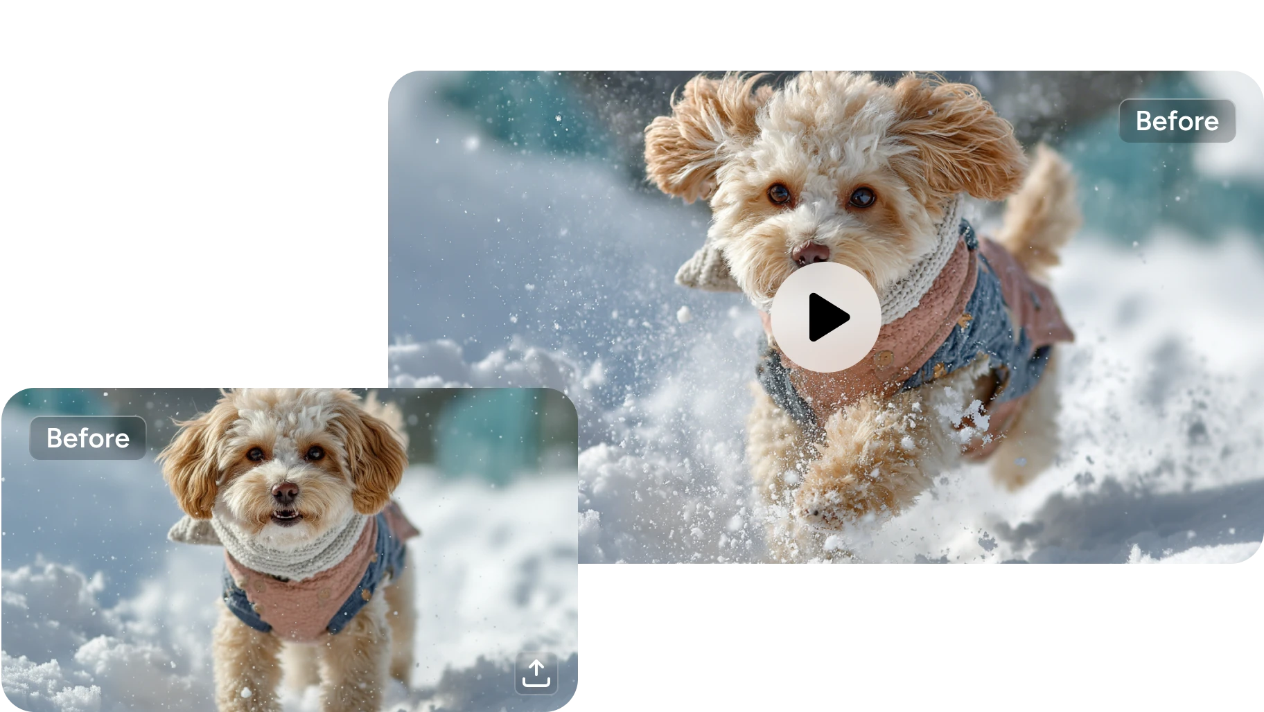 以狗狗照片製作影片的前後效果對比